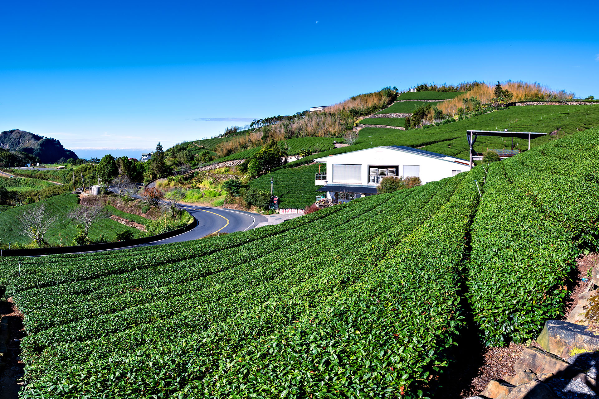Rolling tea plantations and winding roads in Taiwan's Alishan mountain region.