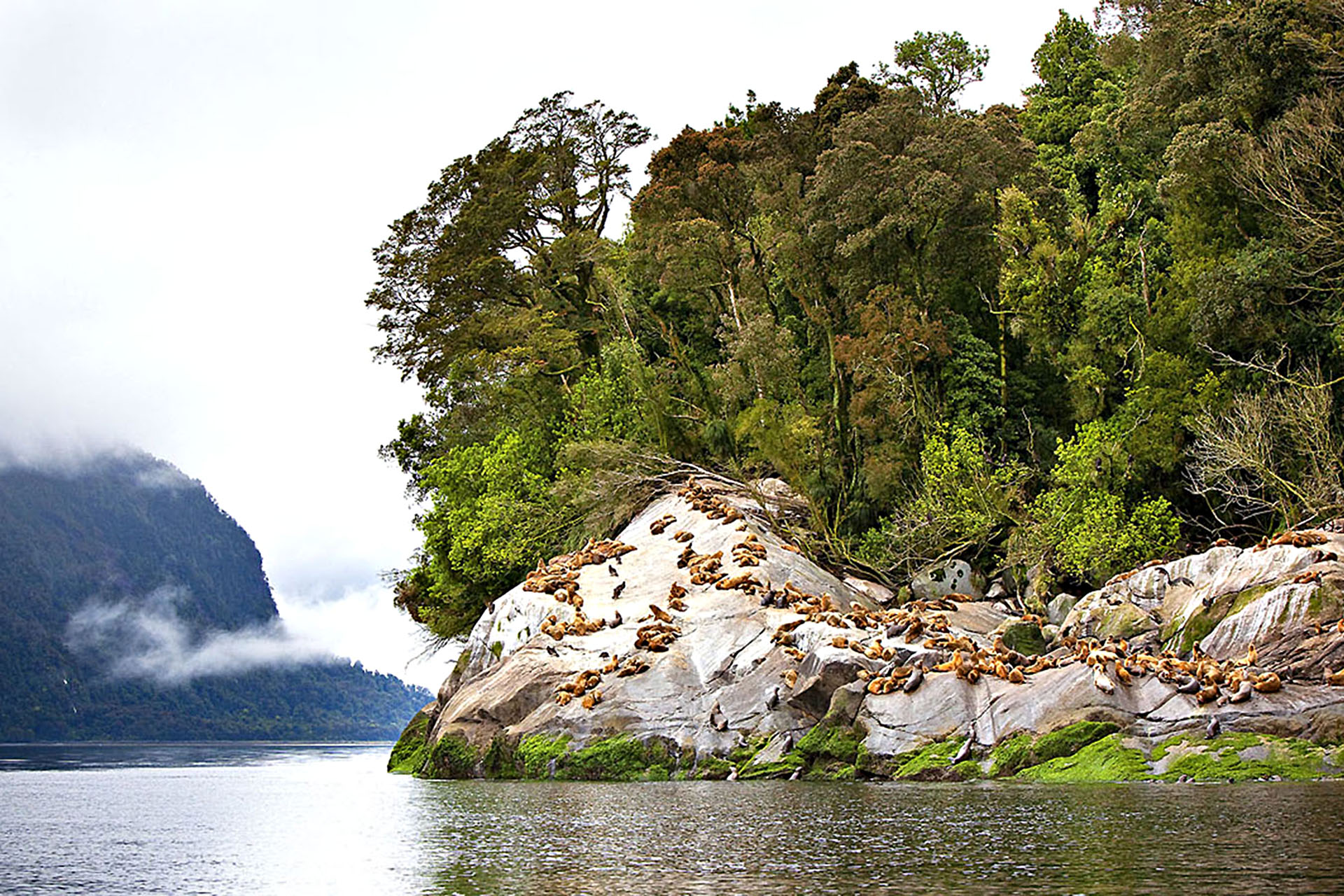 Sea Lion colony on a small islet in Chile’s Northern Patagonia.