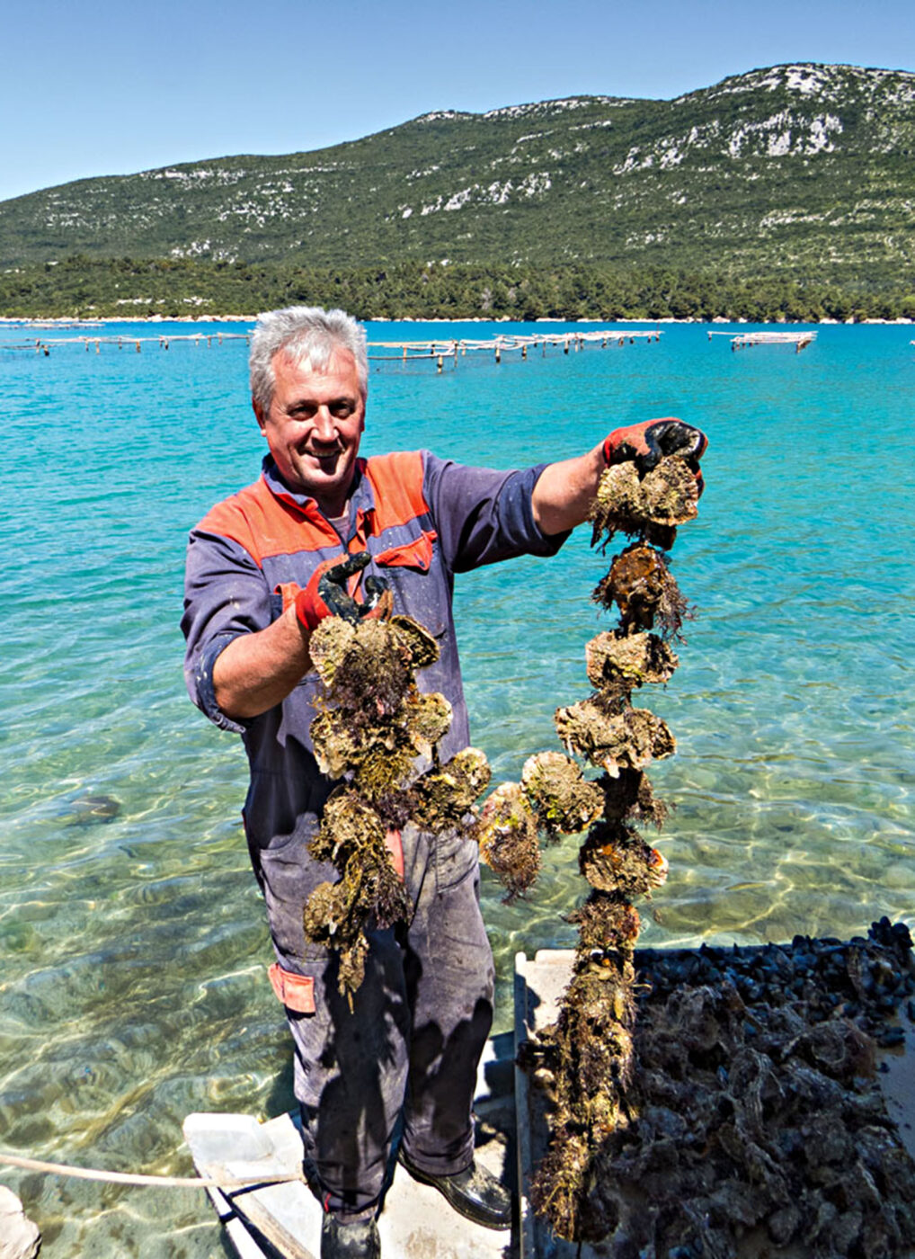 Branko’s fresh haul of oysters straight from the water to the table.