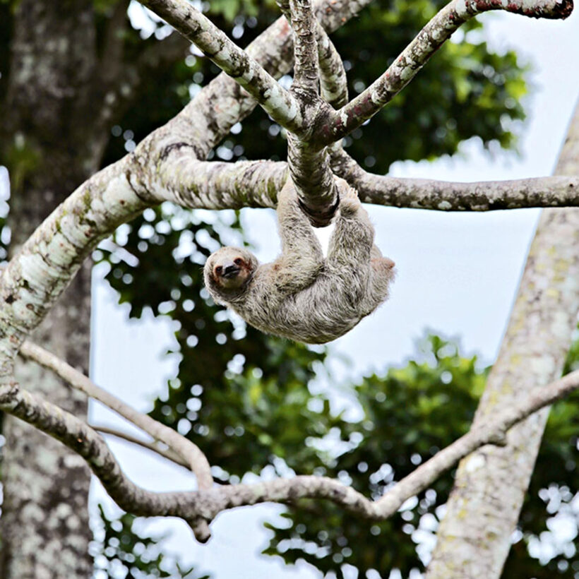 Sloths are a common sight across the country.