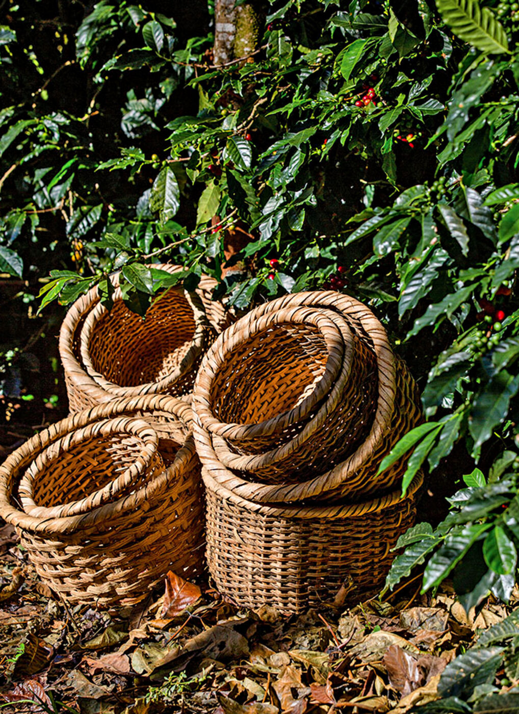 Preparing to harvest coffee cherries.
