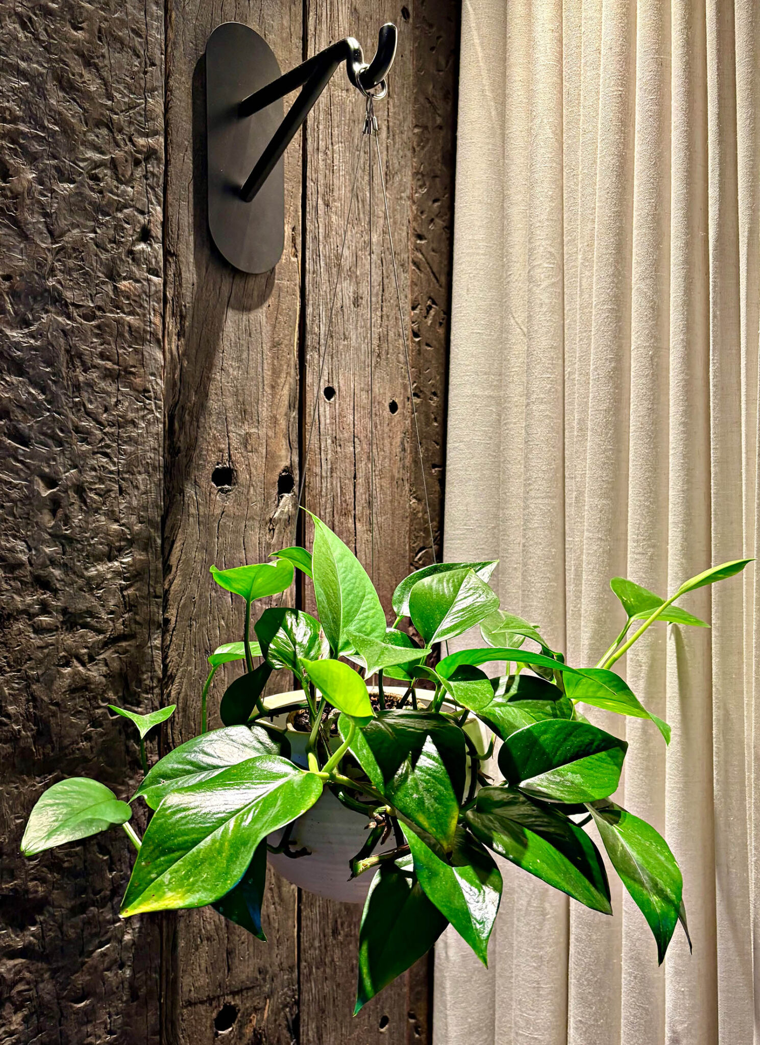 Indoor hanging plant against reclaimed timber wall showcasing the nature-inspired design at 1 Hotel Melbourne.