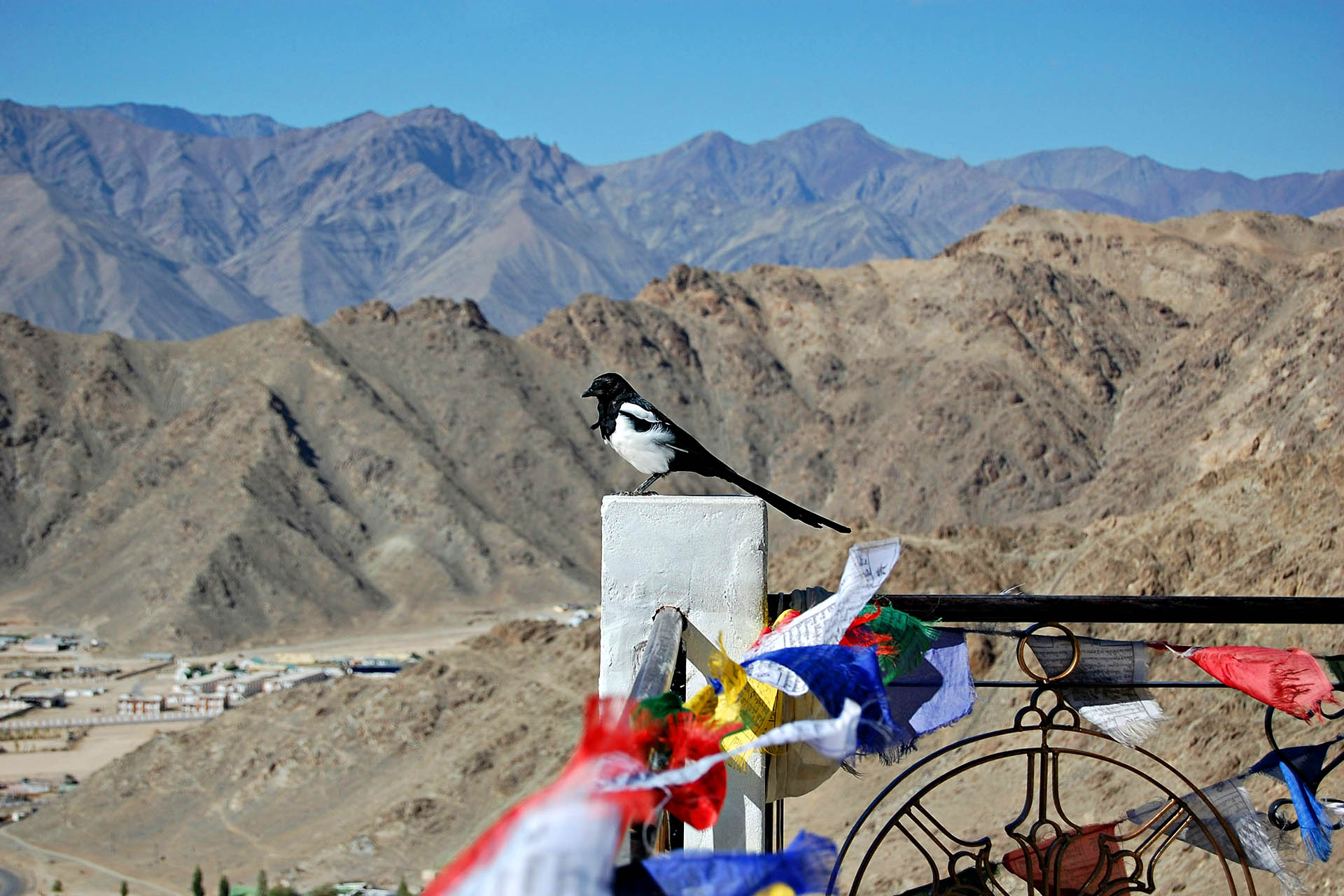 Bird perched beside colourful prayer flags overlooking the mountains of Ladakh, India.
