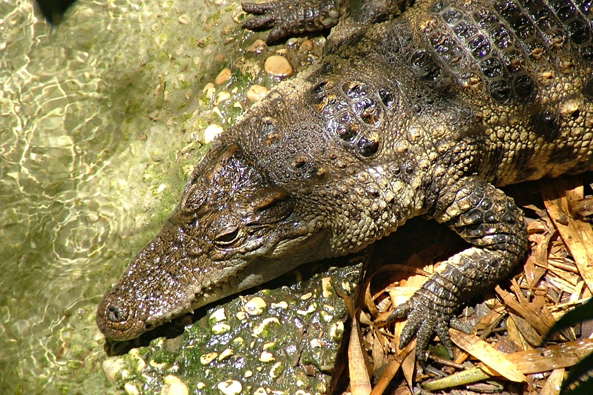 Siamese crocodile in wetland habitat at Prek Toal, Cambodia.