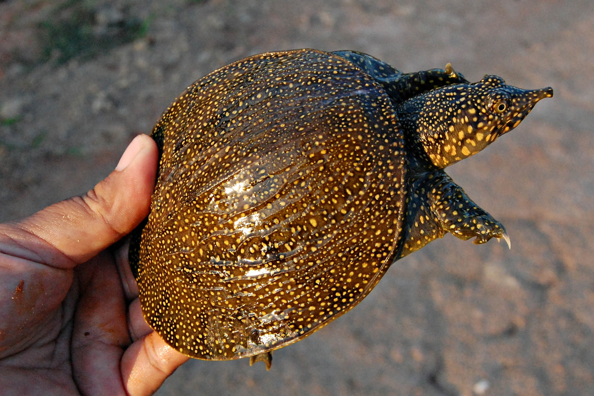 River terrapin, a critically endangered species found in Prek Toal wetland, Cambodia.