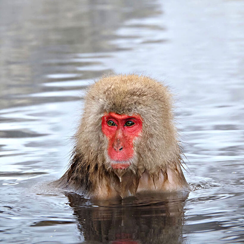 Japanese macaque soaking in the hot springs at Jigokudani Monkey Park in winter.