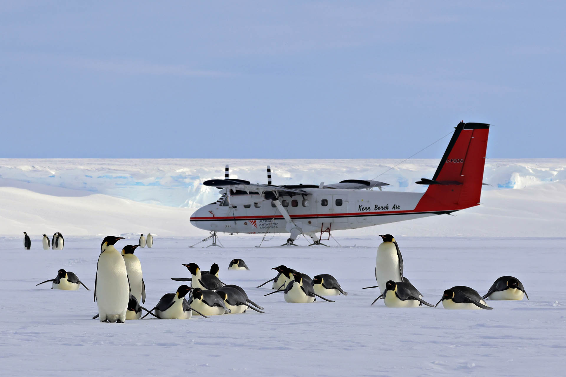 Emperor penguins beside a ski-equipped expedition aircraft on the Antarctic ice.