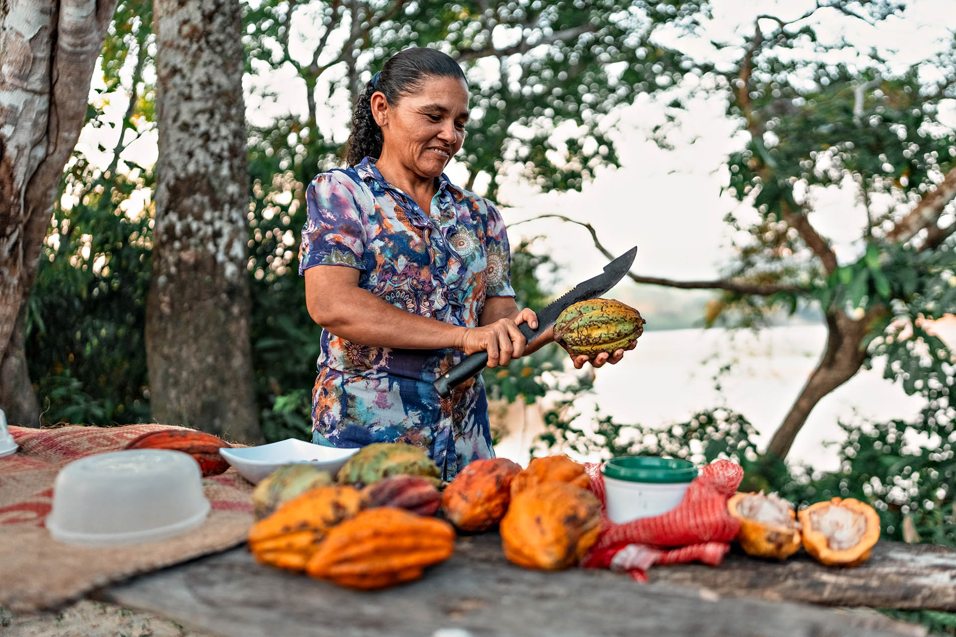 Local cacao producer cutting open a fresh cacao pod during a cultural experience in Colombia.