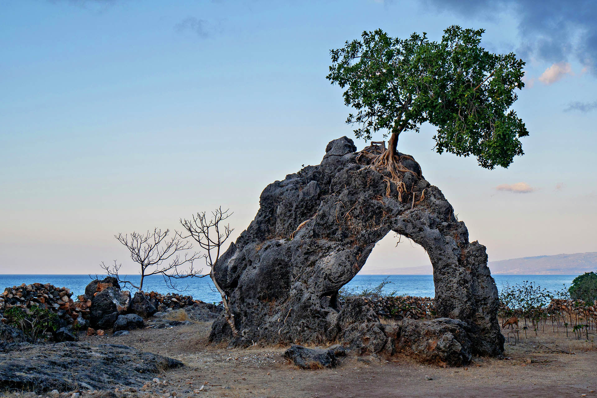 Coastal rock formation and native vegetation in Nino Konis Santana National Park, Timor-Leste.