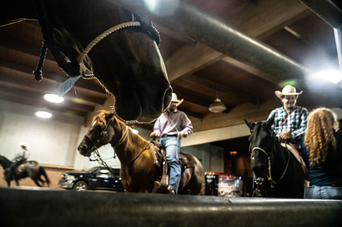How do you say 'howdy' in equine?