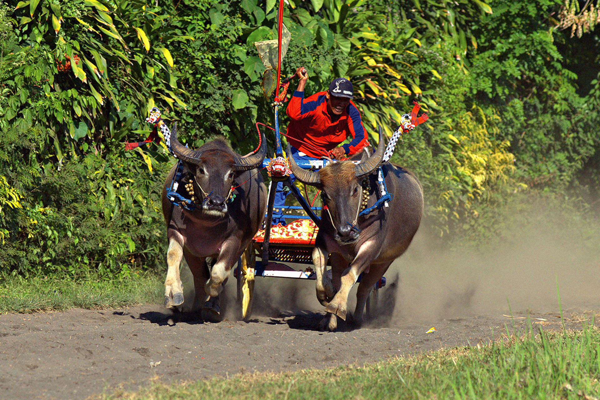 The West Balinese sport of makepung.