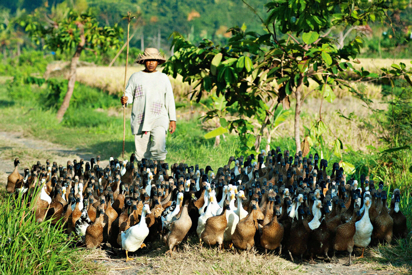 The country’s rice agriculture involves cycles in which even flocks of ducks play a part.