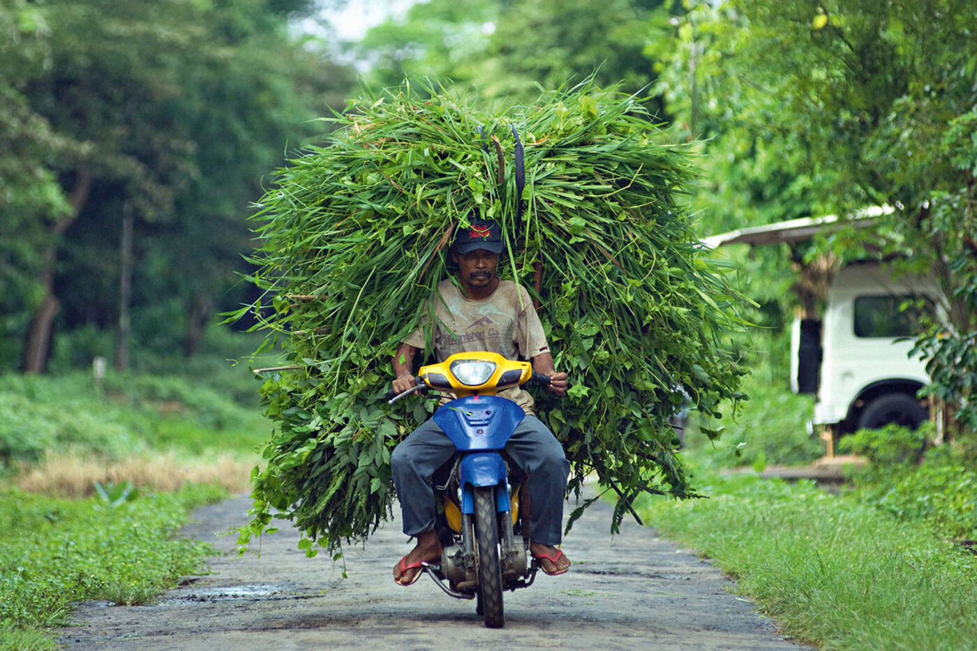 Modern forms of transportation mean locals rarely use buffalo carts any more.