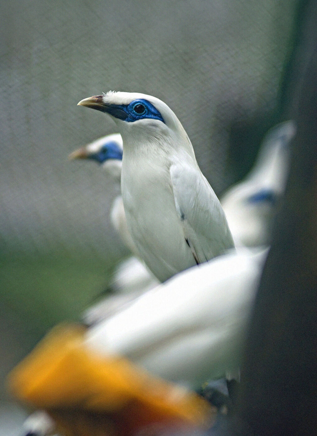The rare Bali starling.