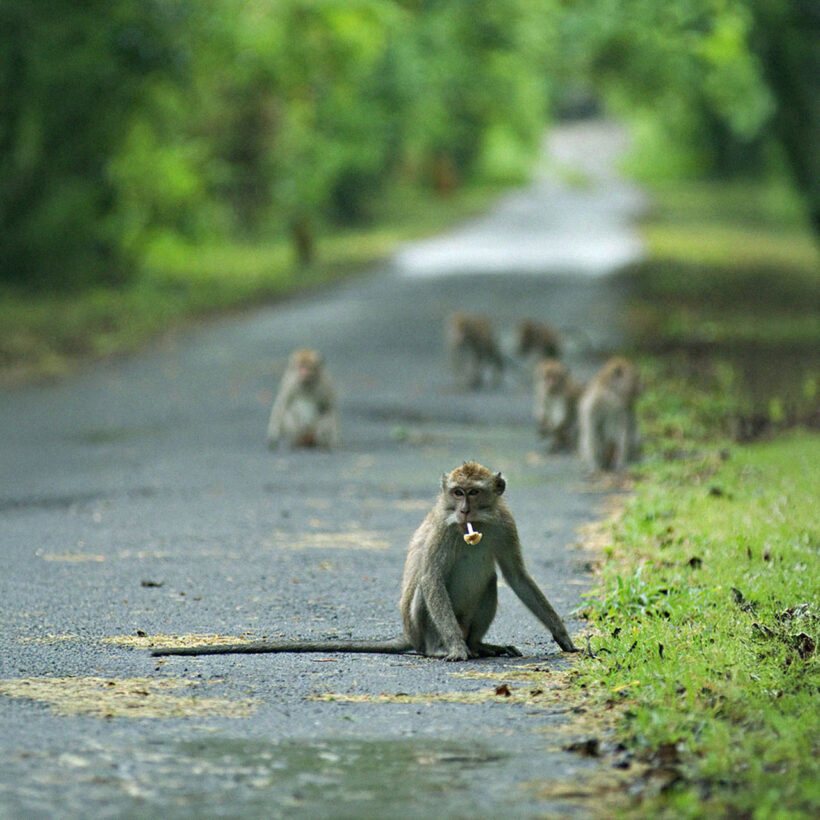 A troop of macaques in West Bali National Park.