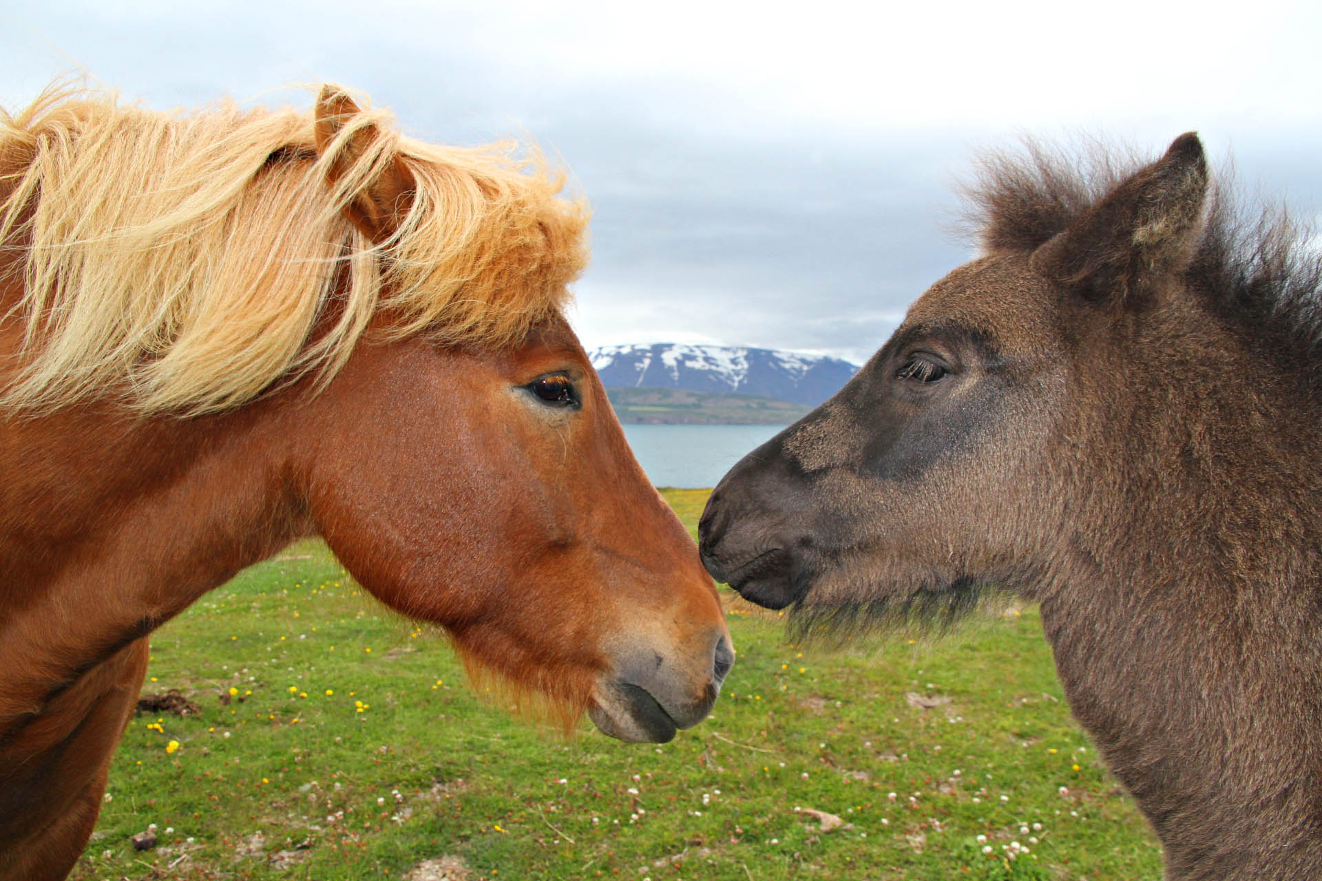 Icelandic ponies, including a six week old at Hauganes, North Iceland.