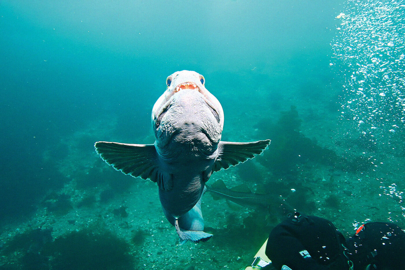 Stephanie the wolffish welcomes divers at Arnarnesstrytan.