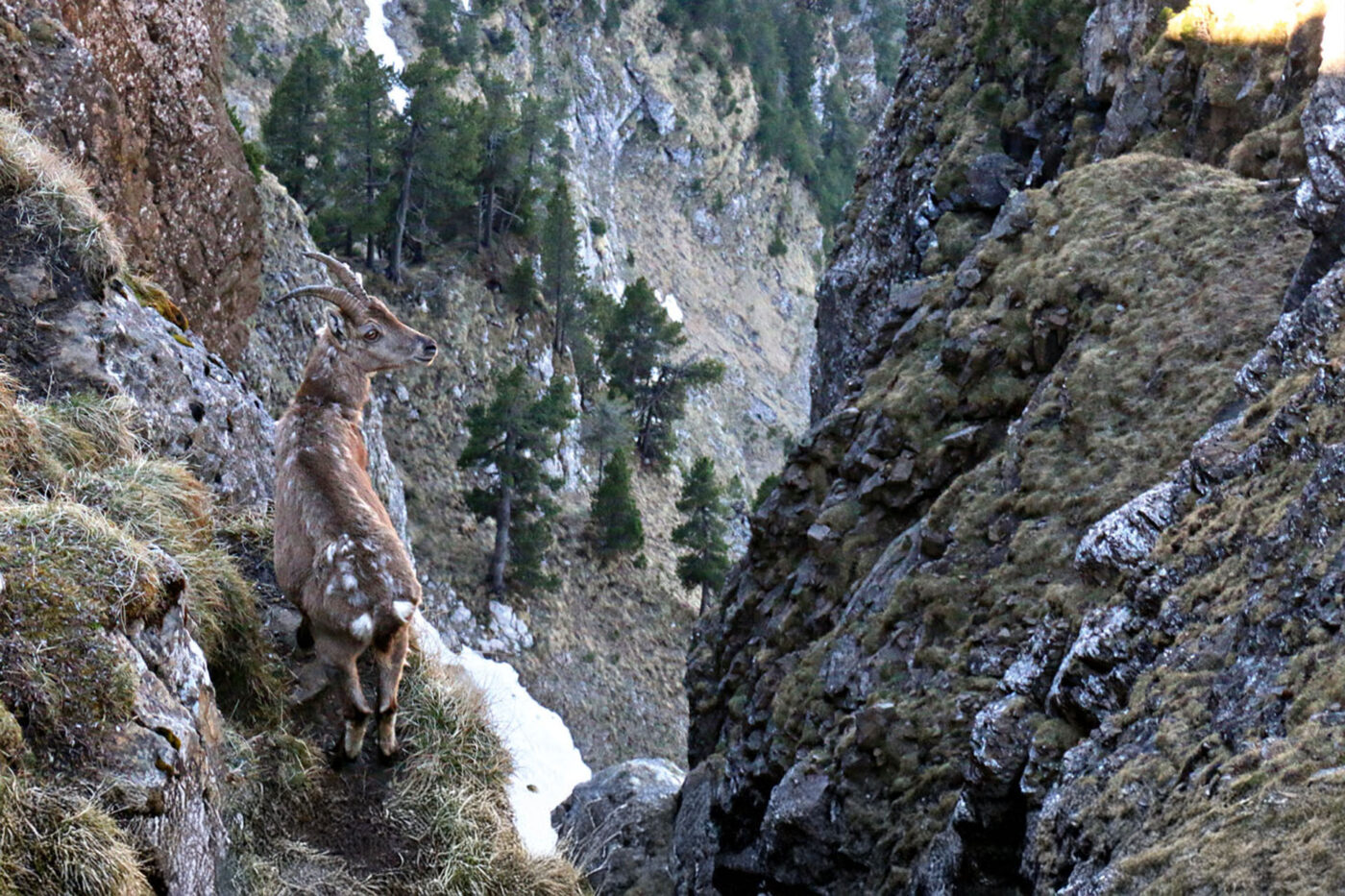 A chamois spotted on Mount Niederhorn.