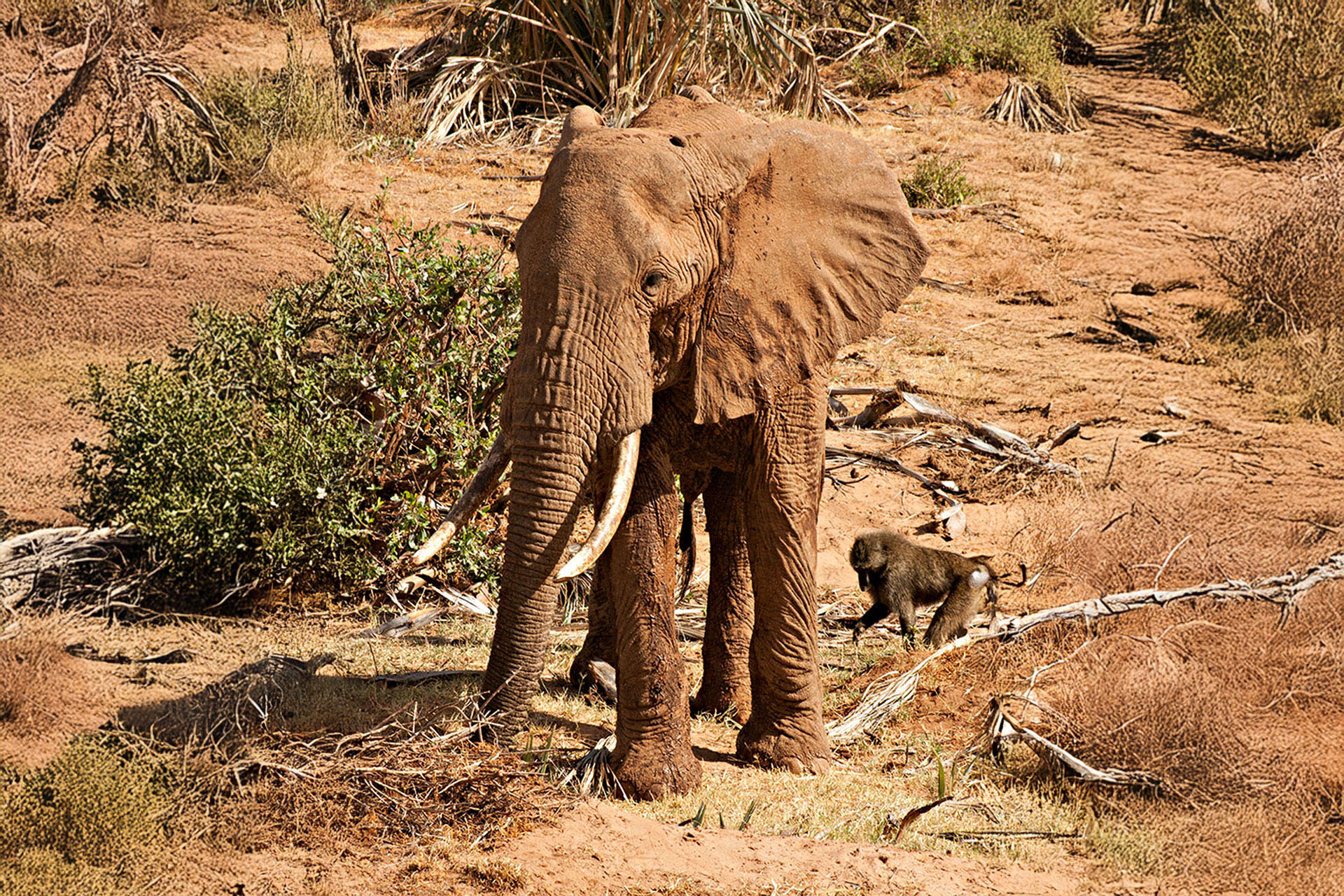 A young elephant competes with a baboon for dates.