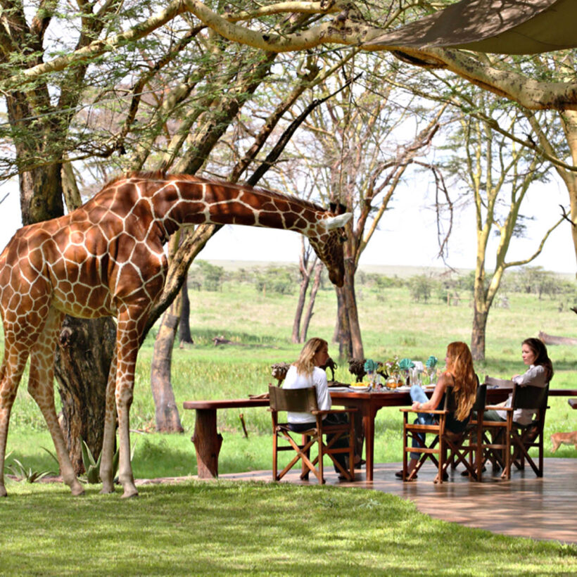 A very curious giraffe making some new friends.