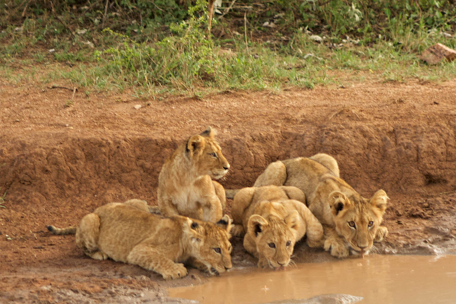 Four lions staying hydrated, and doing it flawlessly.