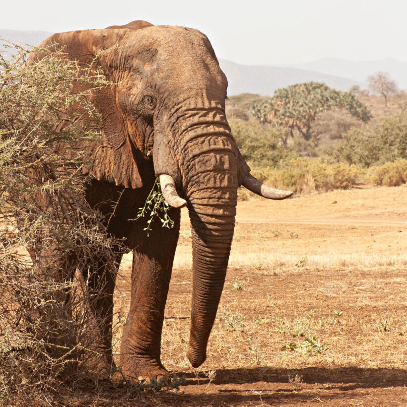 If you look closely, you might just spot an elephant behind that greenery.