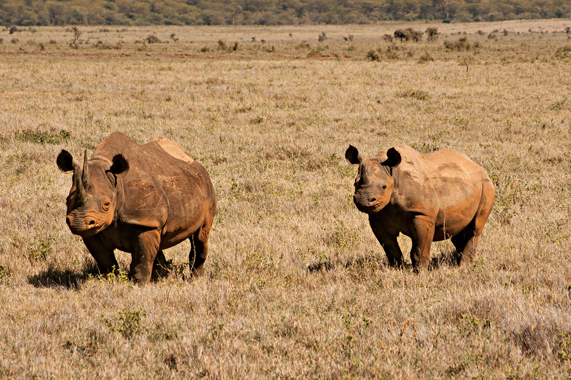 A white rhinoceros stares back at Lewa Wildlife Conservancy.