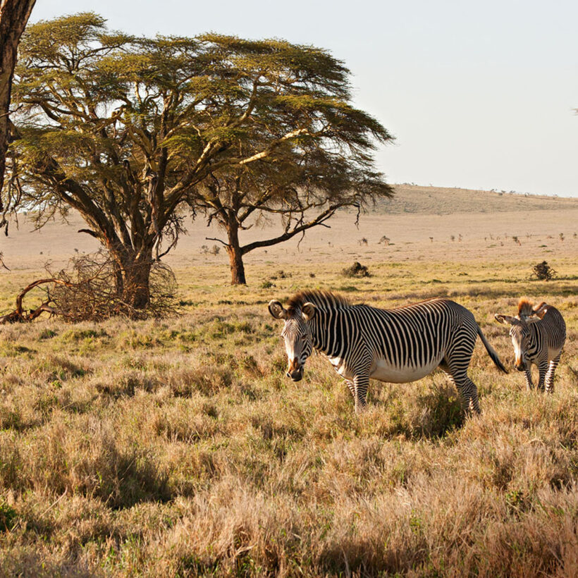 Surveys indicate the population of Grevy’s zebra declined by 80 per cent in four decades. They are once again thriving.