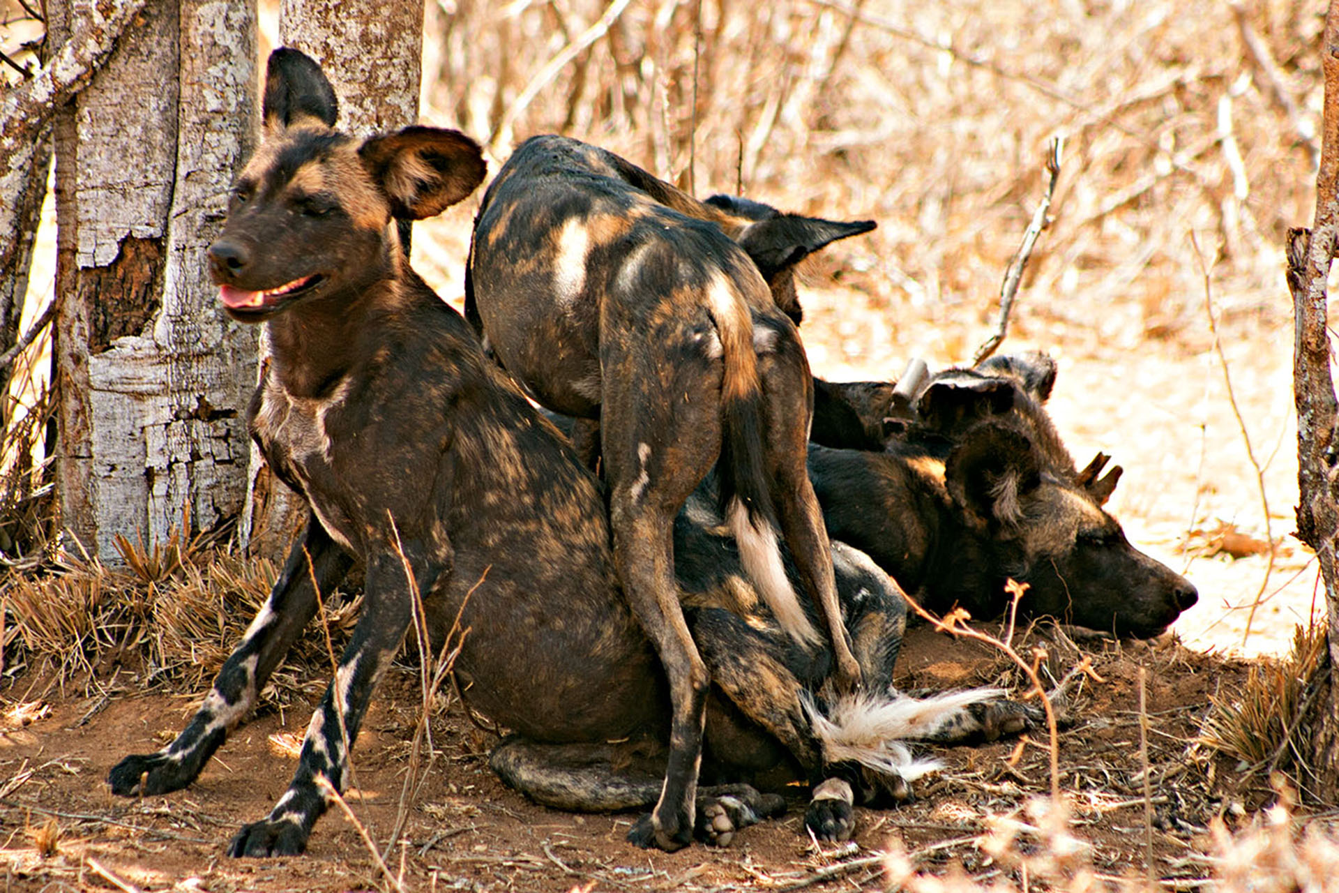 Laikipia’s African wild dogs rest in the shade.