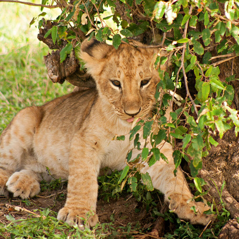 Hello, baby. A lion cub gets out of the sun in the Maasai Mara National Reserve.