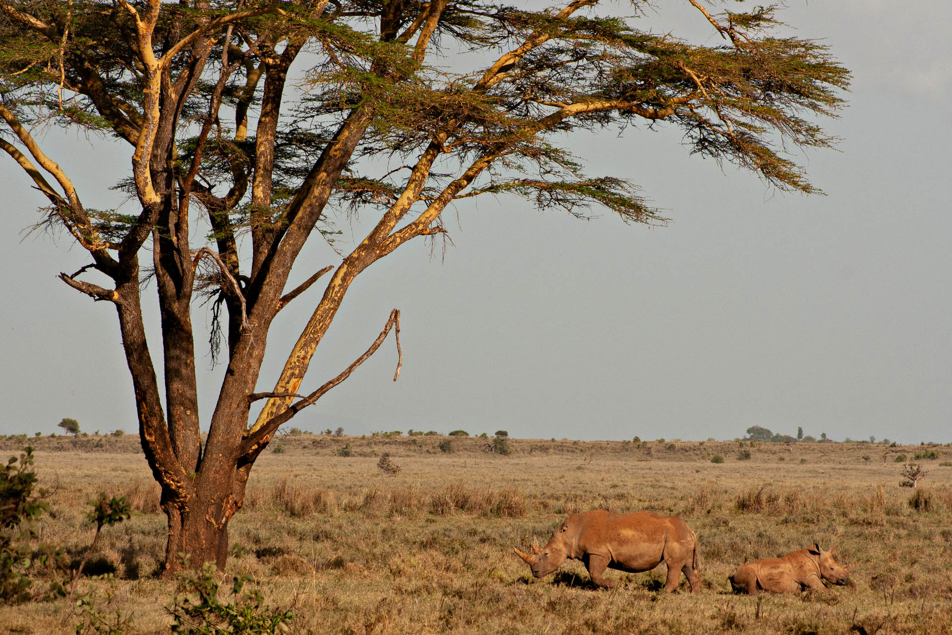 Two Rhinos as they hangout under a large tree.