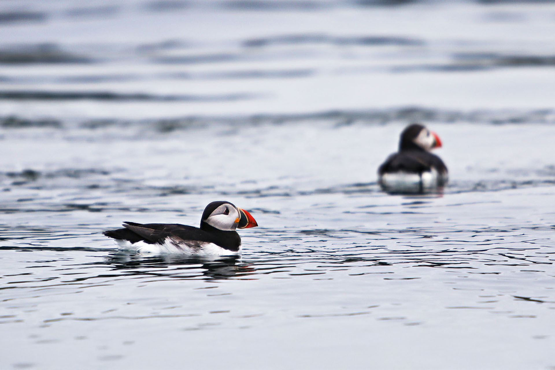 Atlantic puffins with their distinct colouring and colourful beaks have been dubbed the sea parrot of the Arctic.