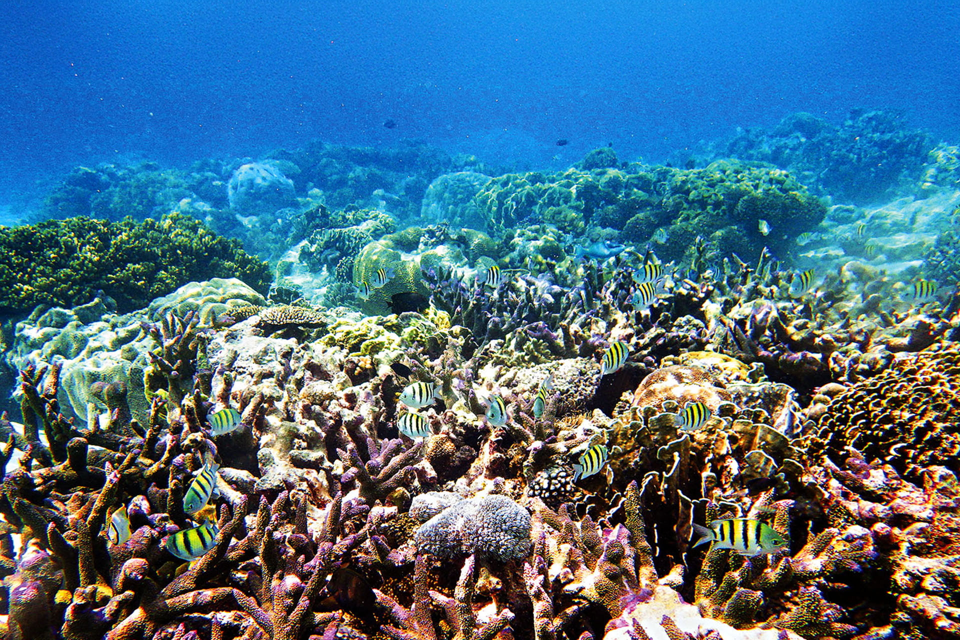 Pristine waters all over the Alor Archipelago offer some of the clearest snorkelling arenas in the world.