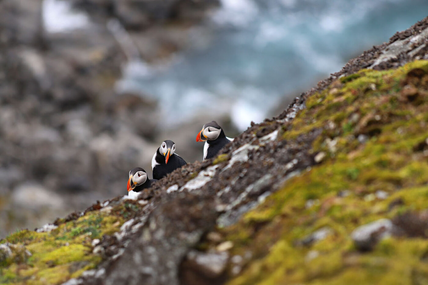 Puffins watch from the cliff ledge at Ytre Norskoya Svalbard.