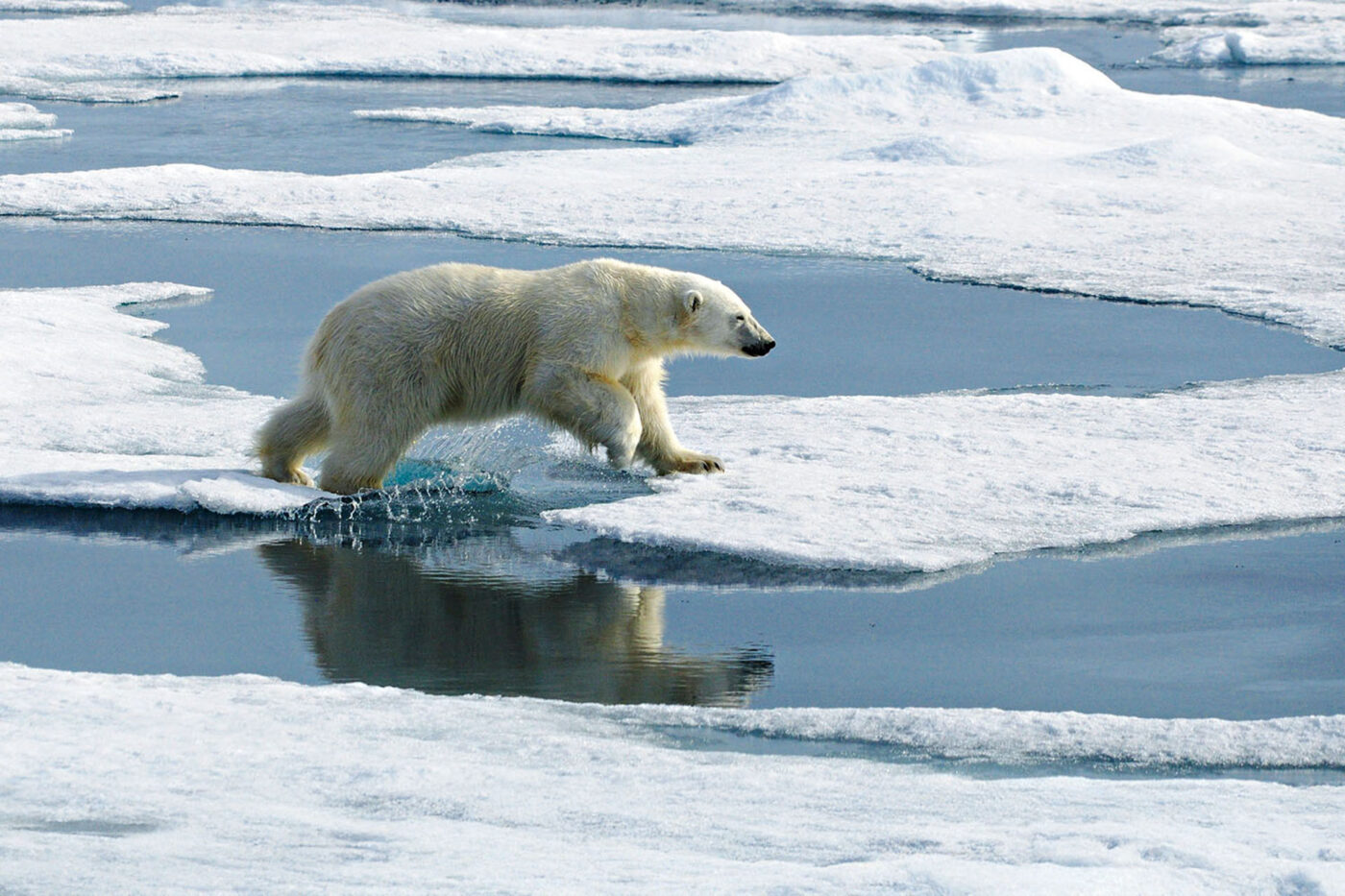 A polar bear wanders through the icy landscape.