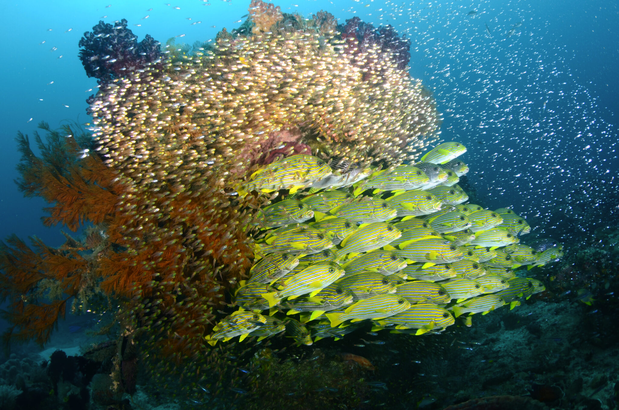 The diversity of fish is breathtaking.