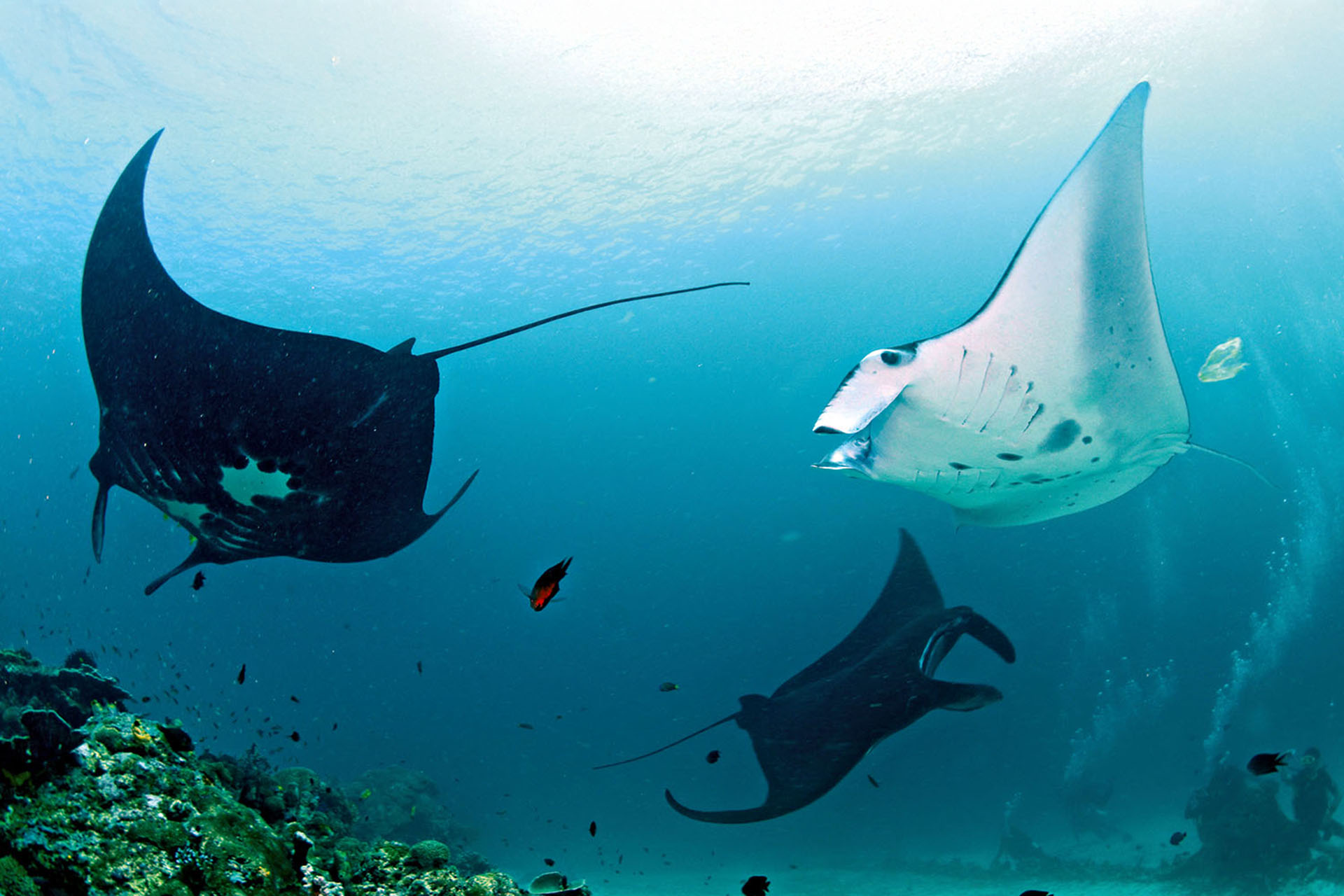 Getting in the water at Manta Sandy is a Raja Ampat highlight.
