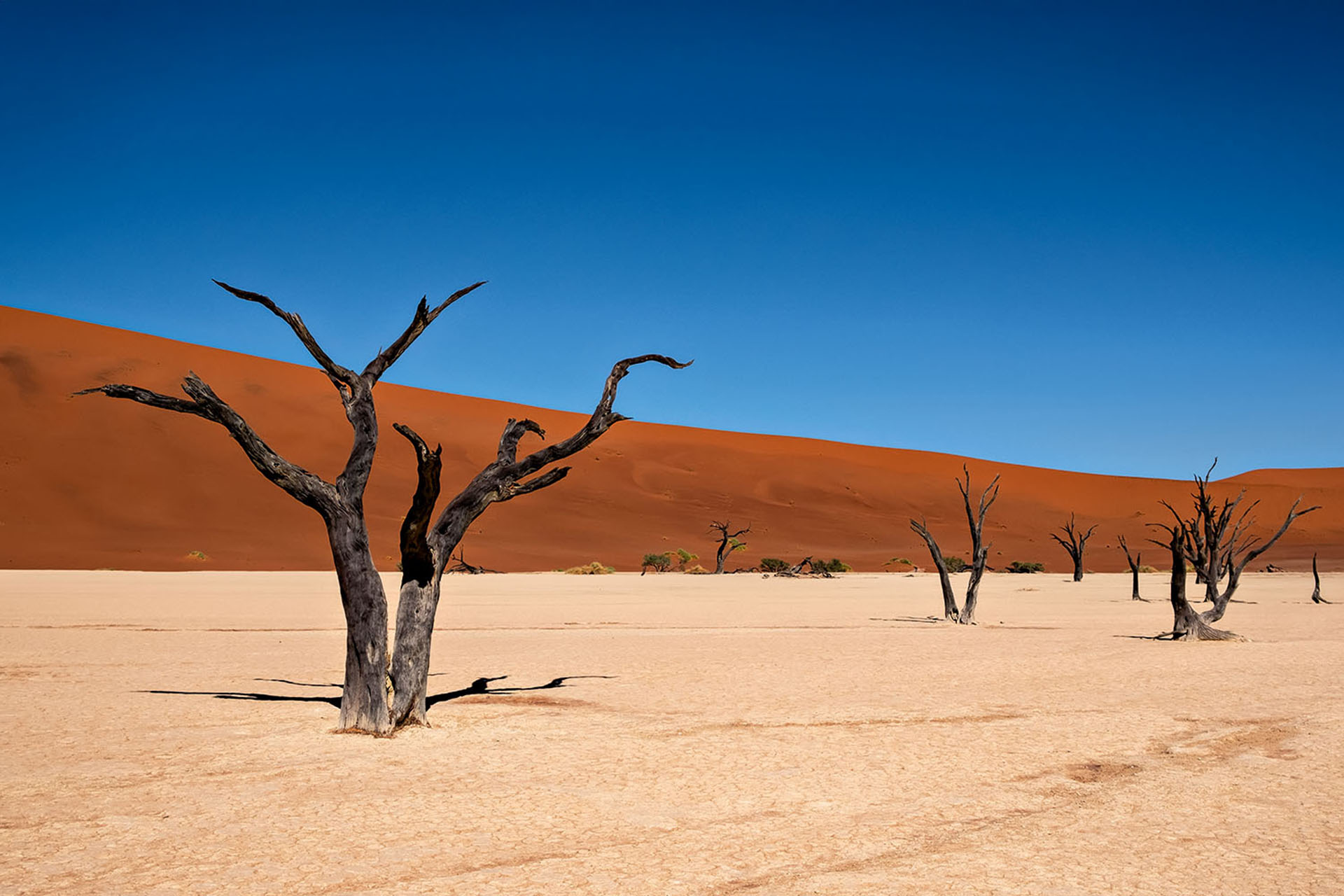 The striking landscape at Deadvlei.