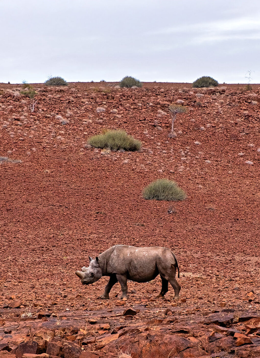 Accompanying the desert-adapted black rhino on foot.