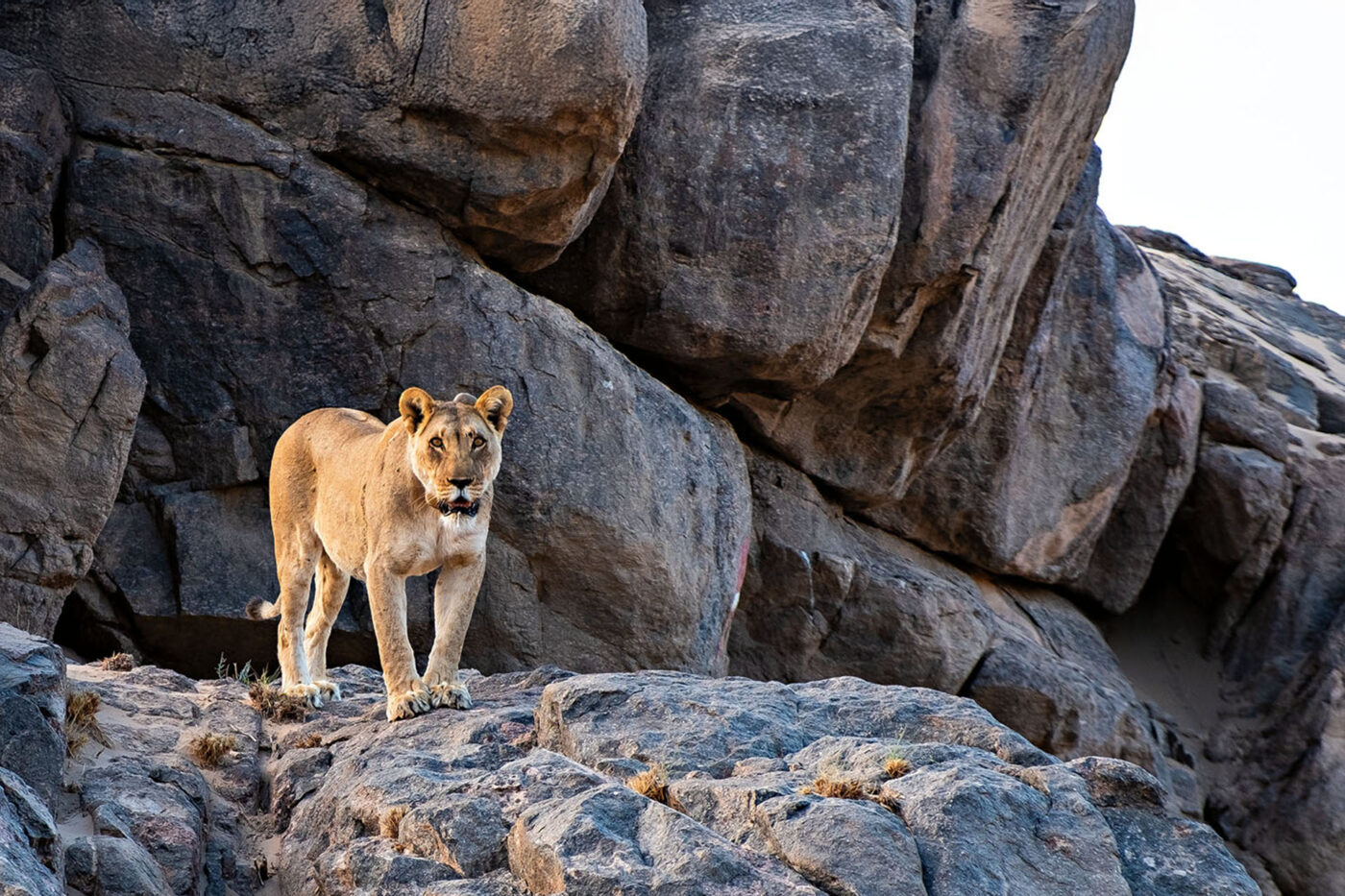 One of the many wildlife encounters while exploring by jeep.