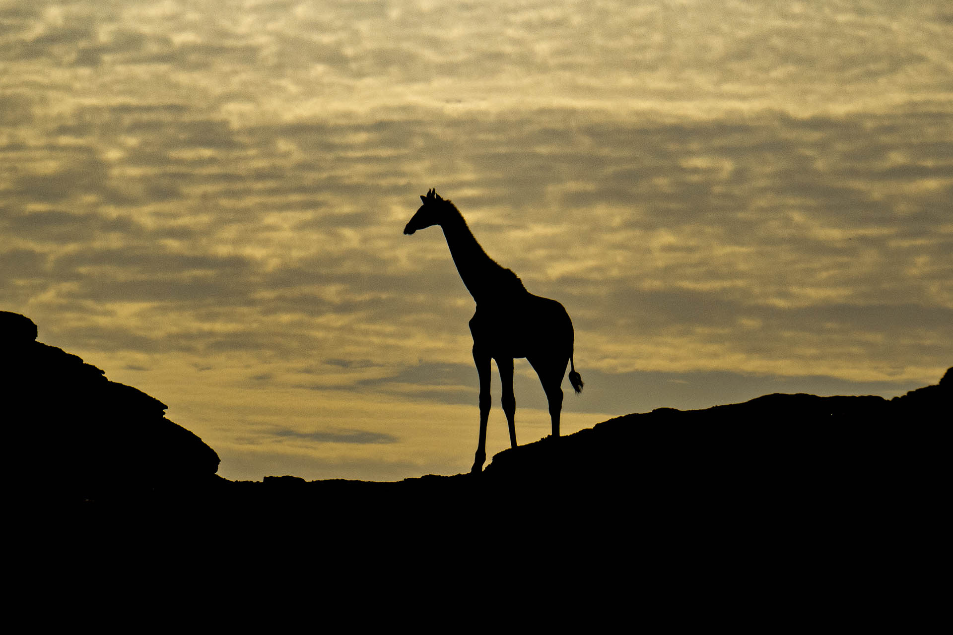 I see a little silhouetto of a giraffe.