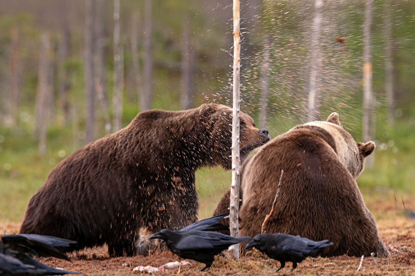 Wild brown bears squabbling over food in the Finnish forest.