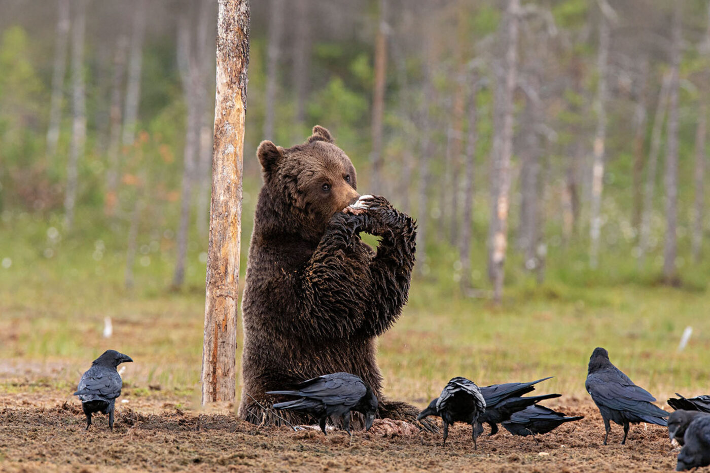 Brown bears are surprisingly dexterous – it’s not unusual to see them eat with their paws.