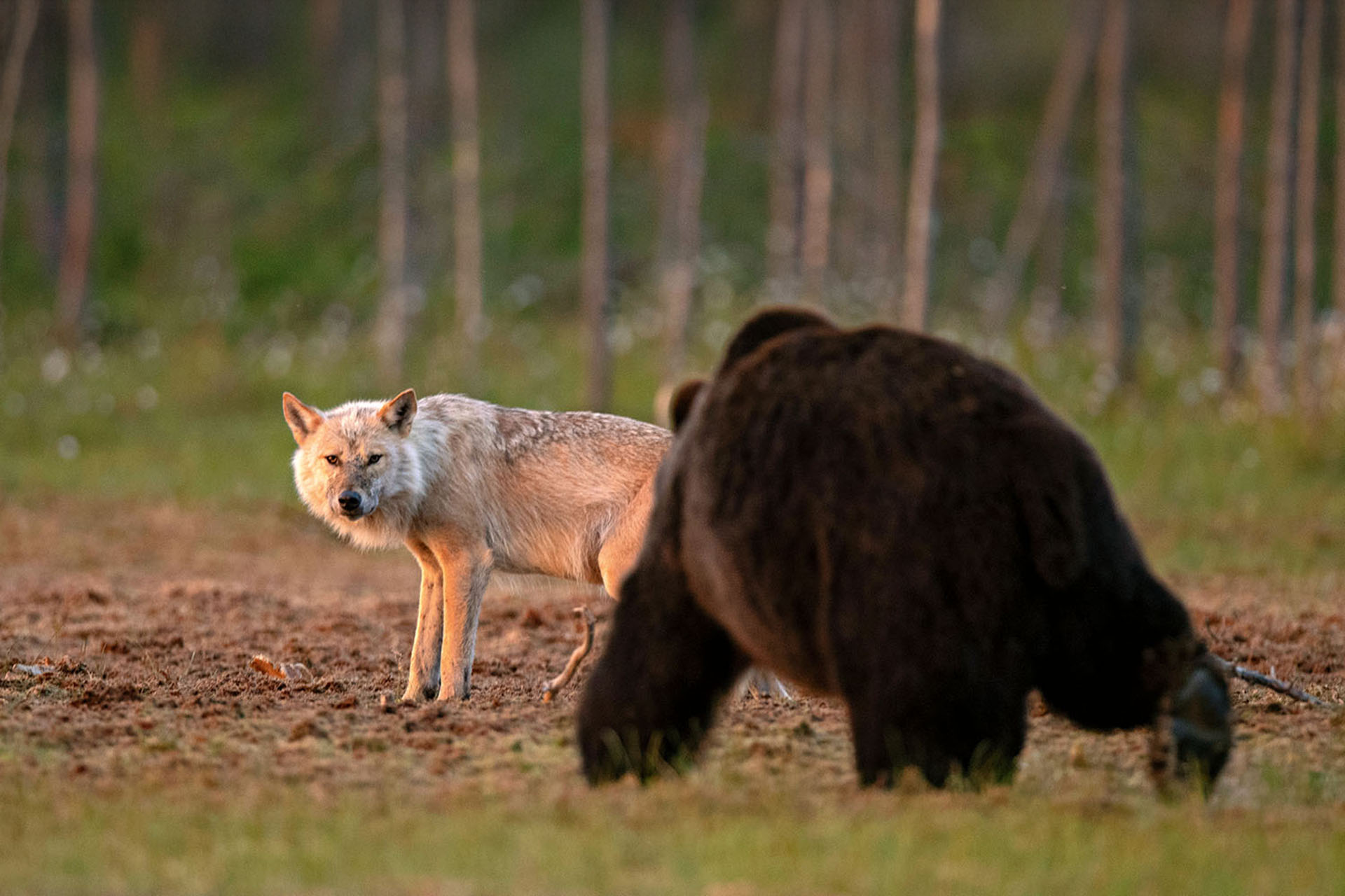 A bear chases off a lone grey wolf.
