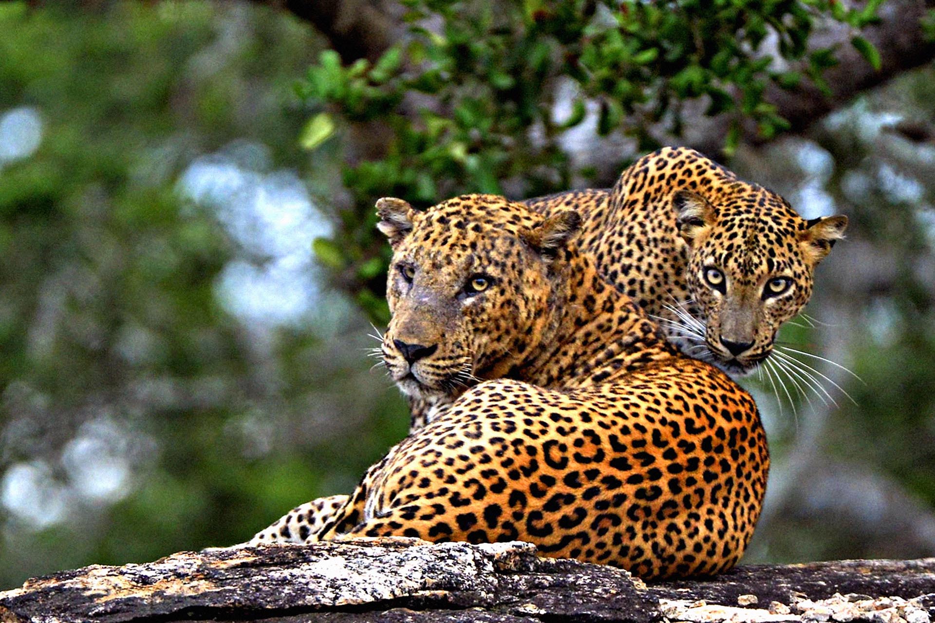 There are less than 1,000 leopards left in Sri Lanka.