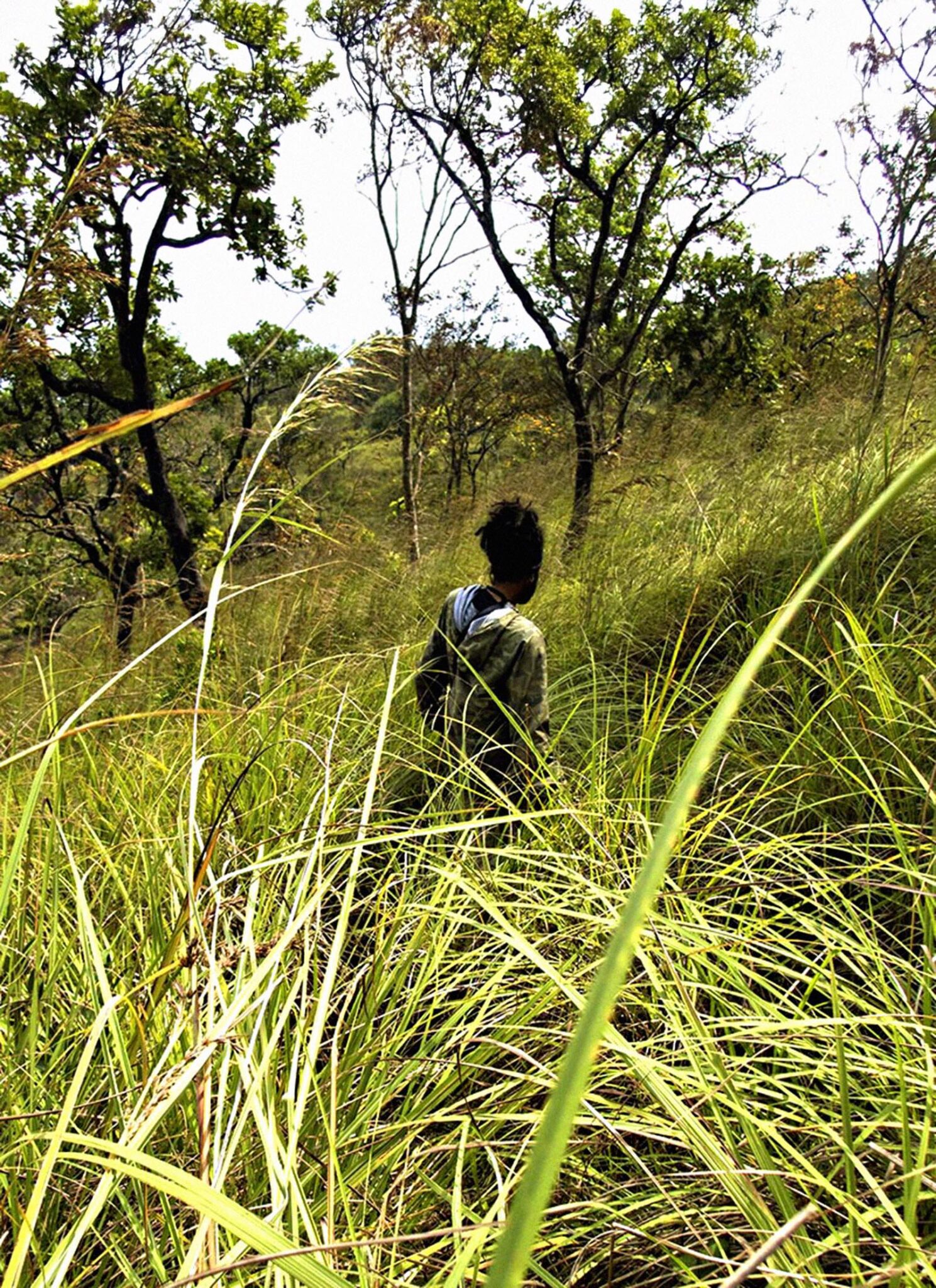 Cutting through swathes of tall manna grass.