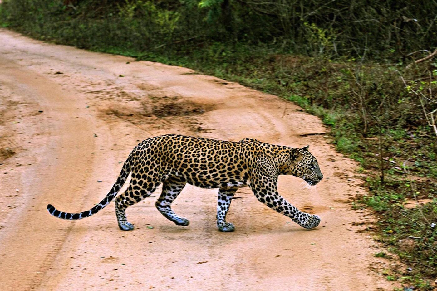 A leopard on a morning stroll. Leopards can sleep 18 hours a day, so to see one in the (spotty) flesh is an indescribable thrill.
