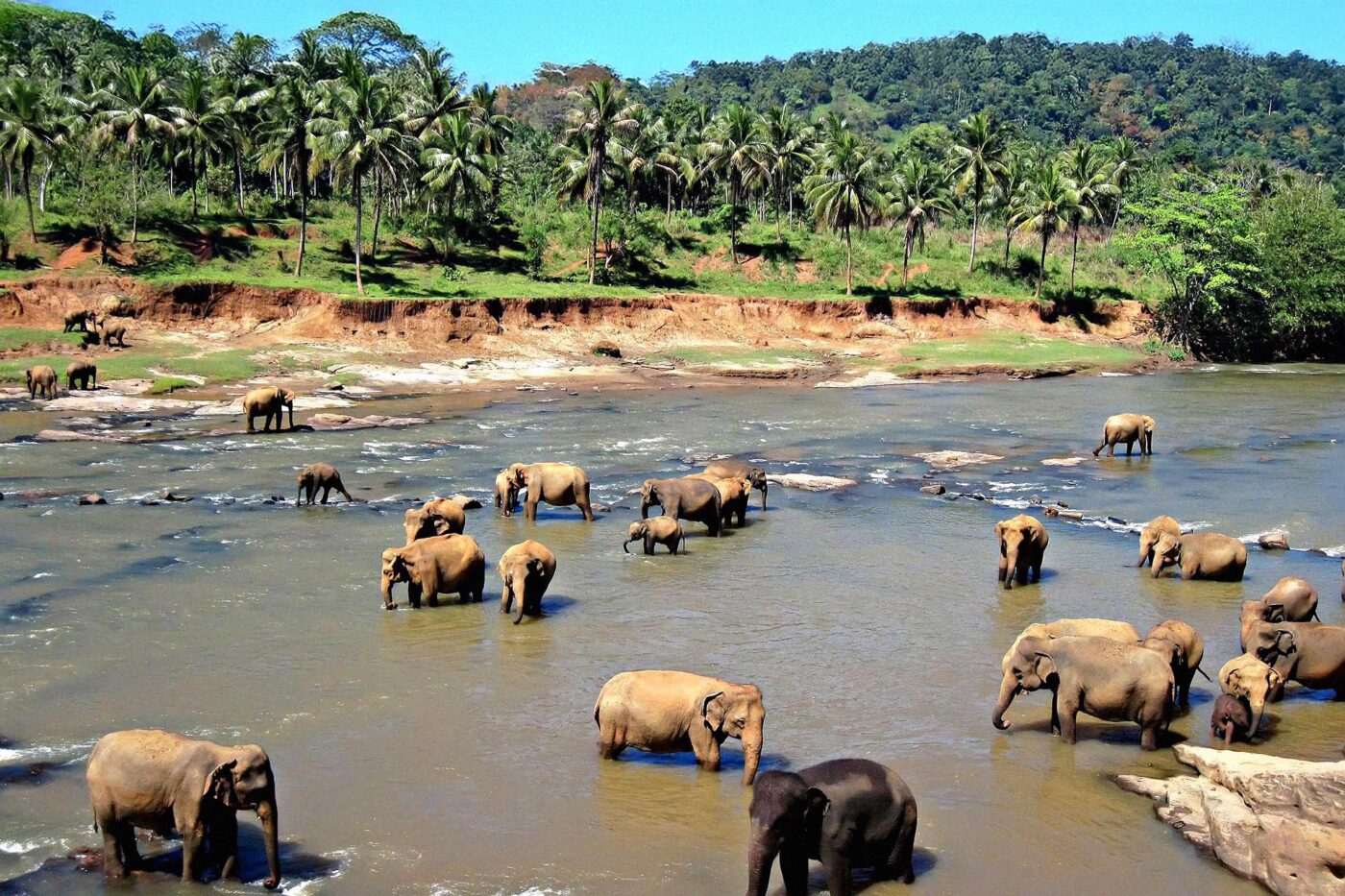 If you're trying to picture Sri Lanka, you could do worse than picturing palms and elephants.