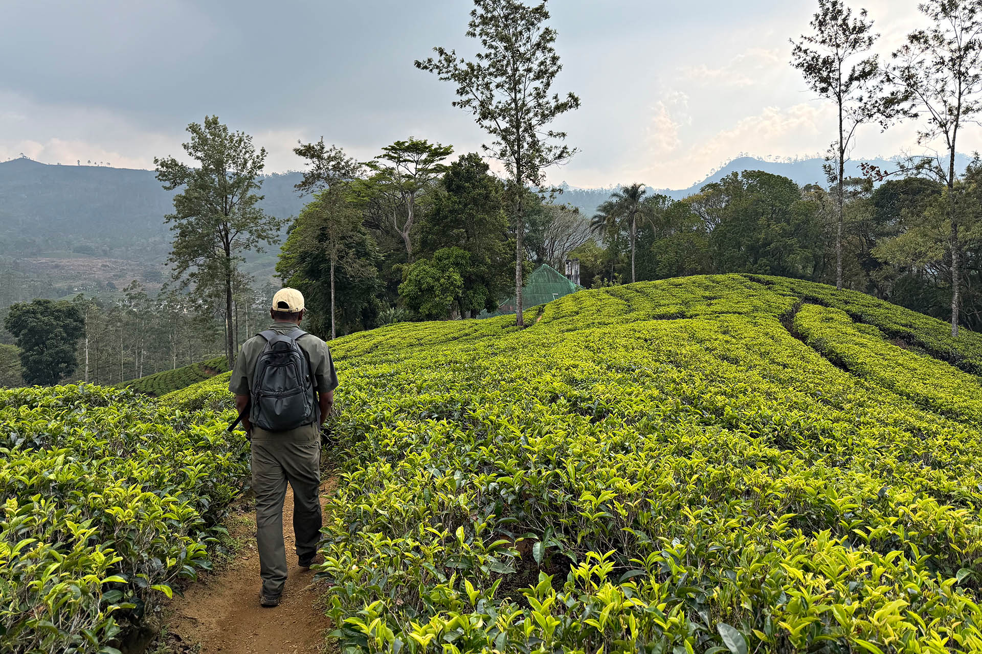 Walking through a tea plantation in Sri Lanka’s Hill Country.
