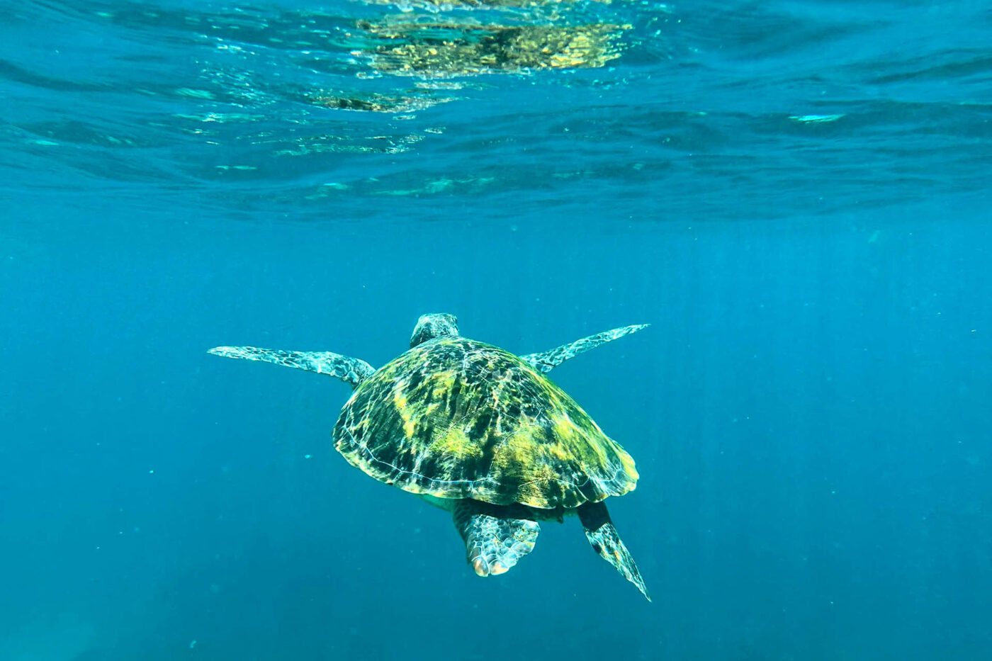 Sea turtle swimming through clear blue water in the Philippines.